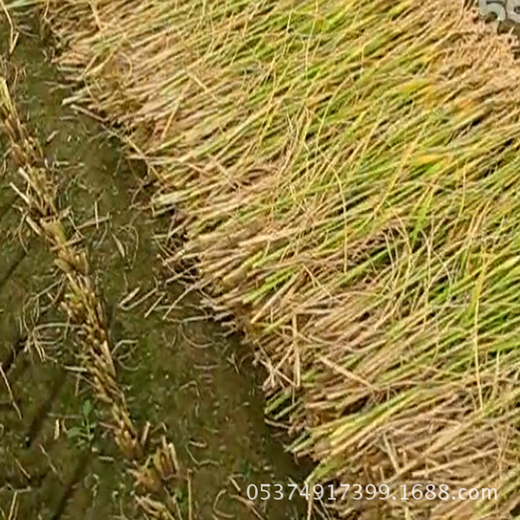 性能好割晒机 小麦割晒机 小型小麦割晒机