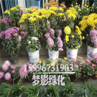 基地直销 庭院盆栽 菊花苗 当年开花菊花苗盆栽多色 高档品种