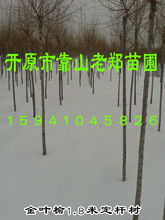 東北遼寧供應 高接金葉榆樹苗 1.8米定桿 行道樹 樹形好 實地看苗