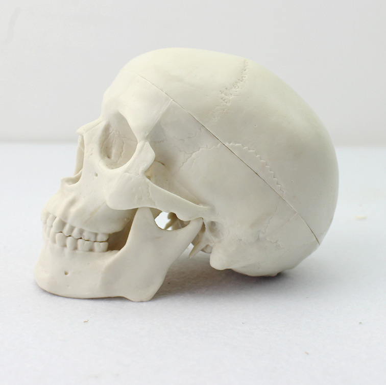 Small art skull model