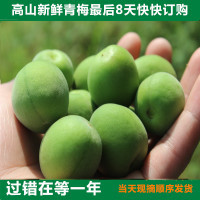 批发2020年鲜梅自己家果园新鲜青梅子错过再等一年量大从优|ru