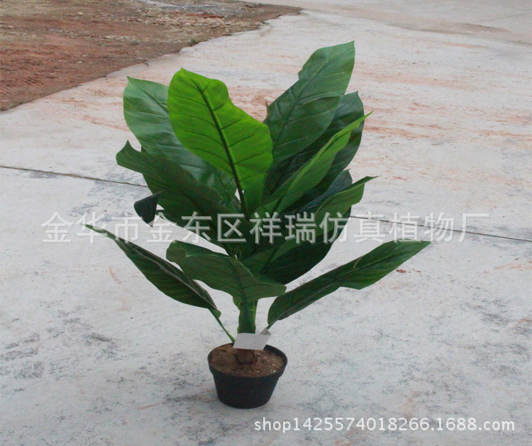 XRS-099盆栽蝎尾蕉叶树12叶110厘米