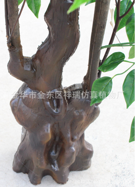 XRS-107古龙树头绿榕树1512叶150厘米4
