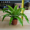 [Direct supply of the base] Wholesale Bird's Nest Fern (90) Moss Background Plants Watching Fern with Pot and Yin resistance