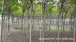 �������N������������4-5-6�����S��   ���P�䣬�S����