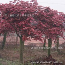 热血传奇185私服网版本游戏截图5