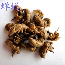 ��ș���s͑ �s�� �x͑ ֪��Ƥ�o��Ѭ������؛�F؛ֱ�l