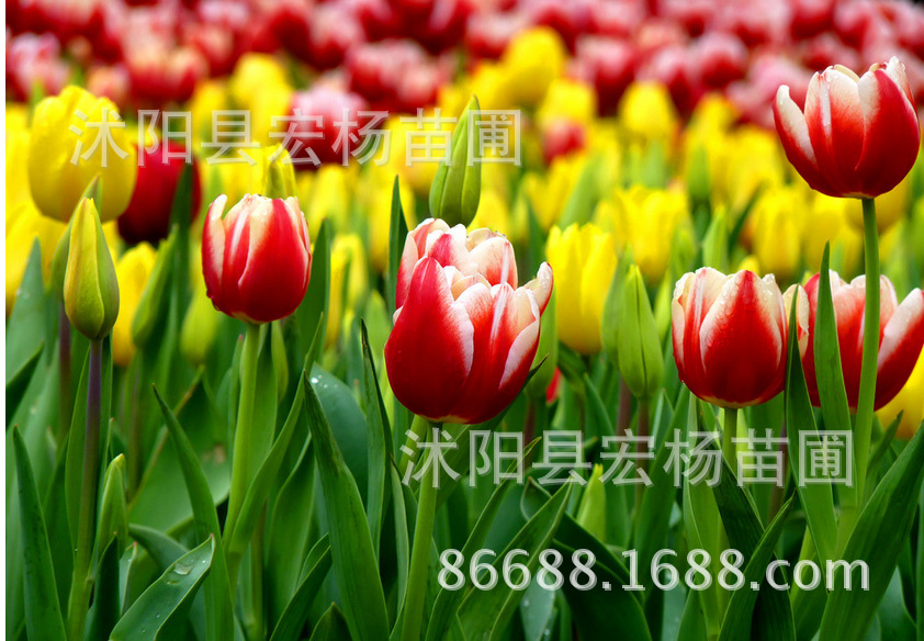 QQ图片20151008161224