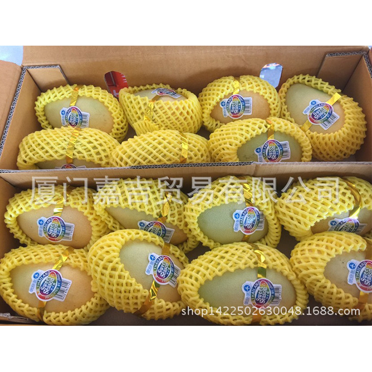 购买新鲜金腰带芒果的最佳批发商- 代理黄皮芒果和南多美芒果