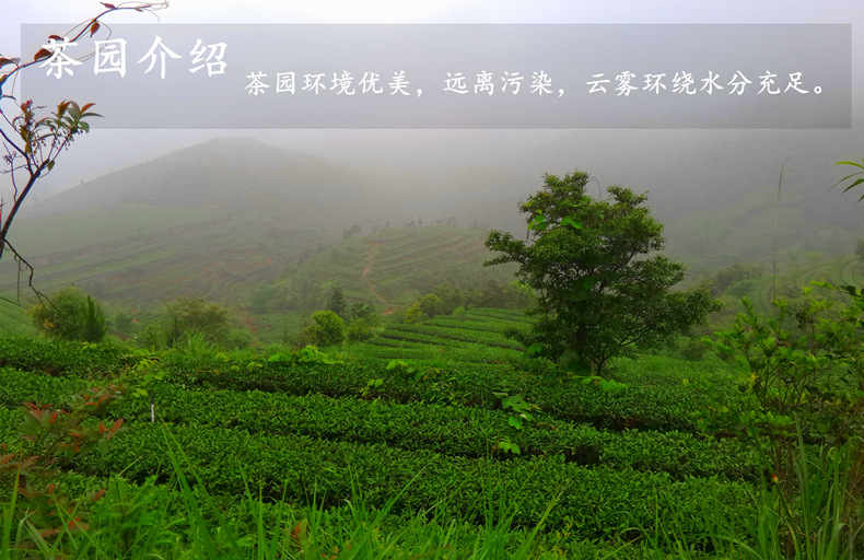 茶园简介_副本
