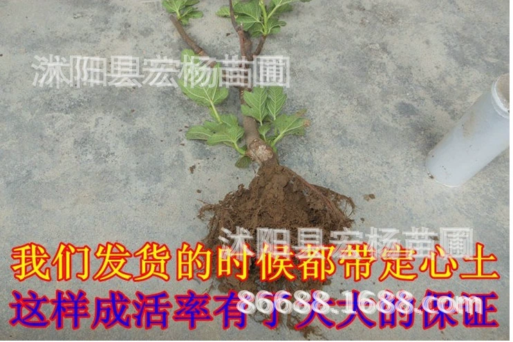 Flower Fruit Fruit Wood Seedlings No Fruit Kiwi