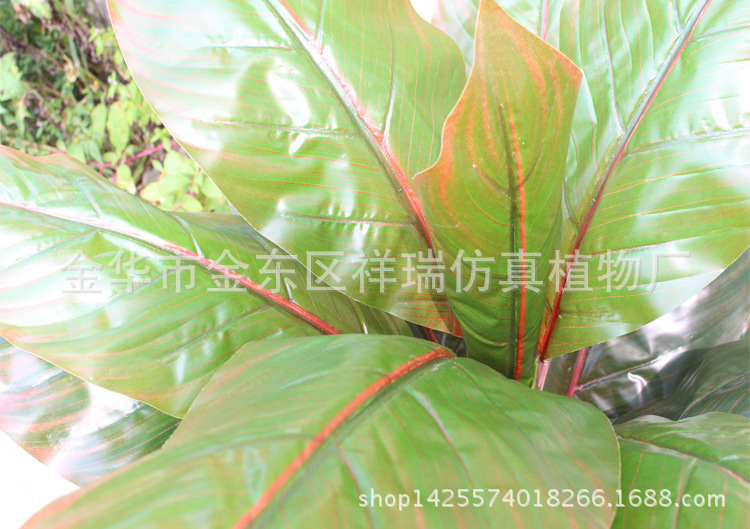 XRS-104盆栽象腿蕉叶小16叶65厘米5