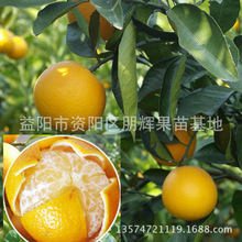 果树苗木嫁接橙子苗 皇帝柑苗又名手剥橙 贡柑 橙与橘的杂交