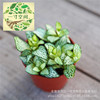 Moss Micro -Landscape Plants DIY Creative Landscape Plant Bai Anni Periodical Grass wholesale A80 pot