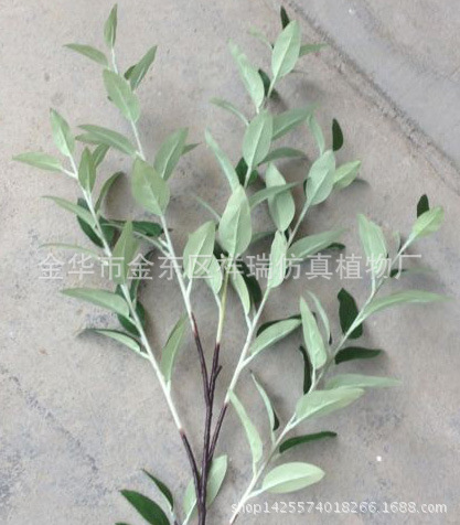 五叉支沙枣叶90叶70CM枝