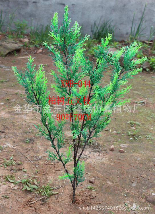 柏树五叉枝90叶整1