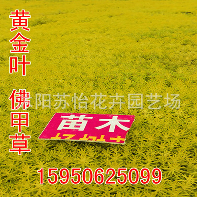 出售金叶佛甲草屋顶绿化  基地直销黄金佛甲草坪|ru