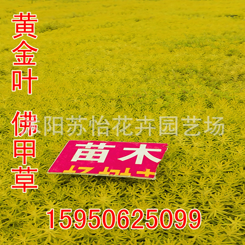 出售金叶佛甲草屋顶绿化  基地直销黄金佛甲草坪|ru