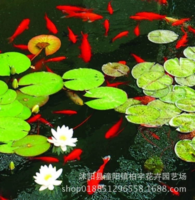 Большой корень водяной лилии, миниатюрная четырехсезонная посадка, мини-гидропонное растение, голубая водяная Лилия, открытый цветок в горшке с цветочными бутонами