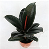 Rubber tree black diamond potted flower pot seedlings living room room green leaf large leaf four seasons evergreen purification air free shipping