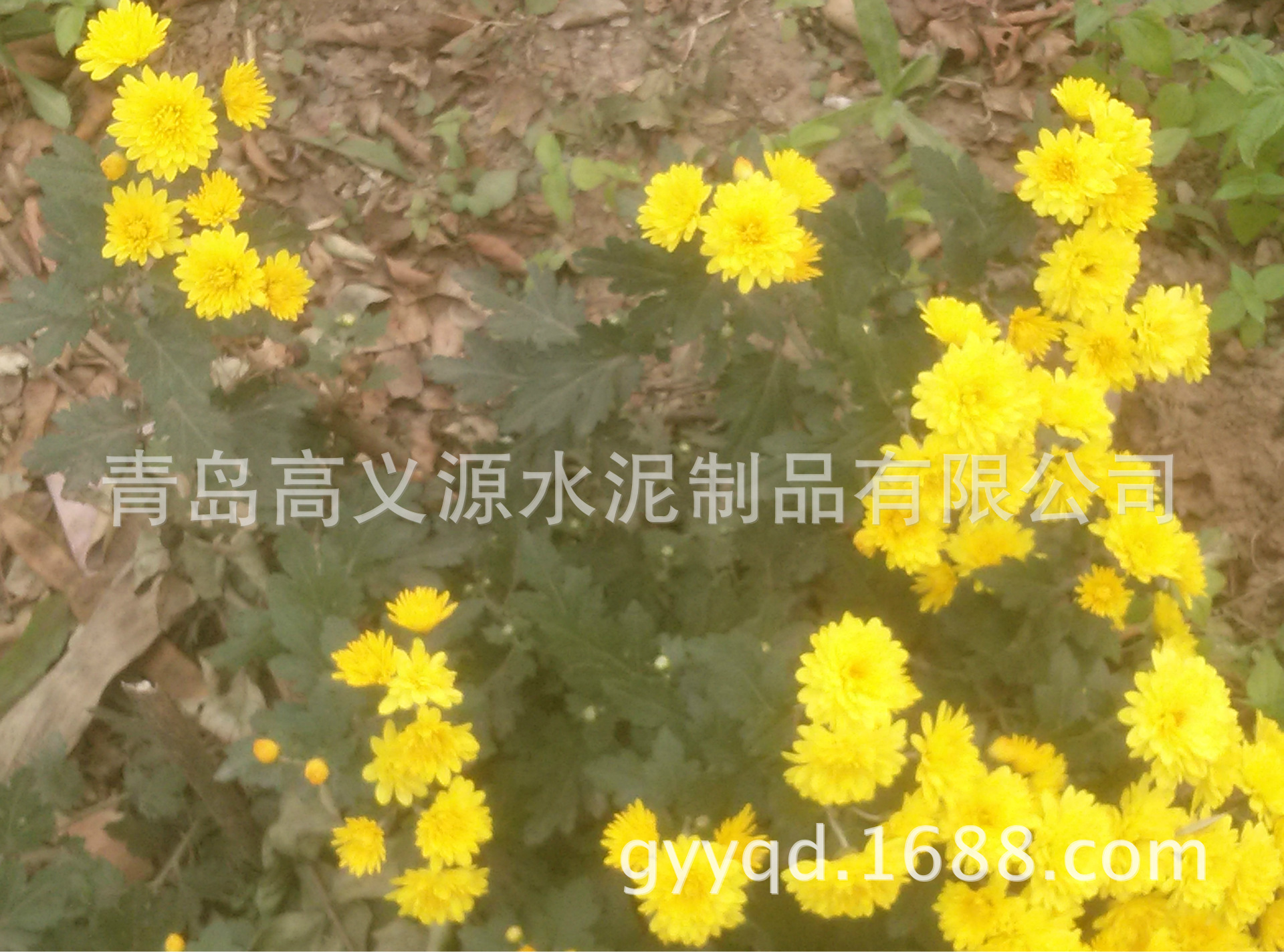 IMG20151015113700242