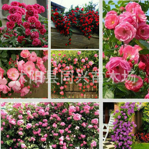 �ٱ��¼����ٚW�´󻨹�ľͥԺ�ļ��_���Gֲ���Ի���õ���¼�����