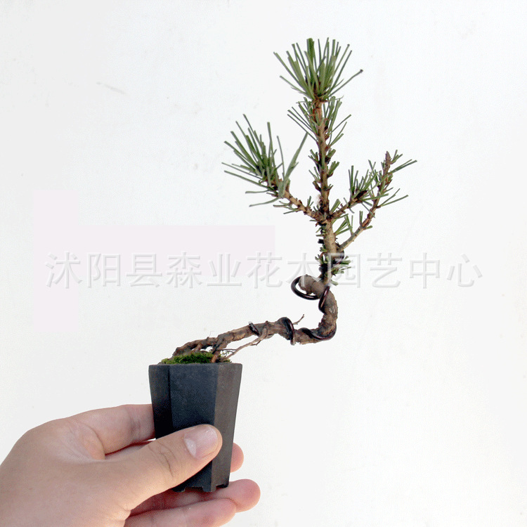 小品黑松大图5