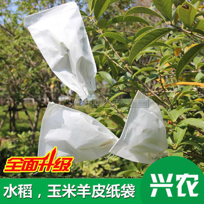 供应羊皮纸袋 硫酸纸袋 植物羊皮纸 小麦玉米杂交袋|ms