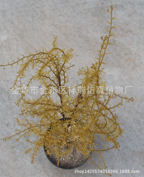 XRB-135骆驼刺叶2叉枝60叶秋色3