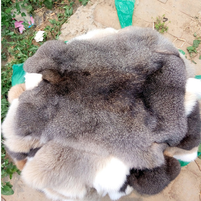 Manufactor Perennial Large quantities supply High-quality Rabbit Zhang Zi Yi domestic Ovo Rabbit White Rabbit