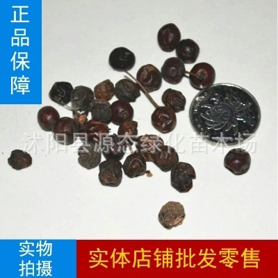 Wholesale new seeds Bone seed Birds without seeds The cat stings the seed Cornuta Holly seed