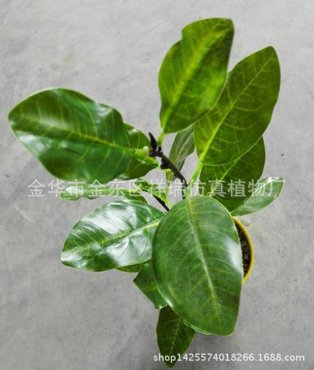 可可里叶四叉枝26叶子