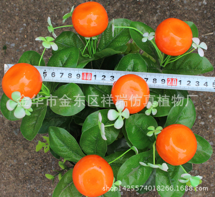 XRS-113迷你小盆栽桔子16叶6果35厘米2