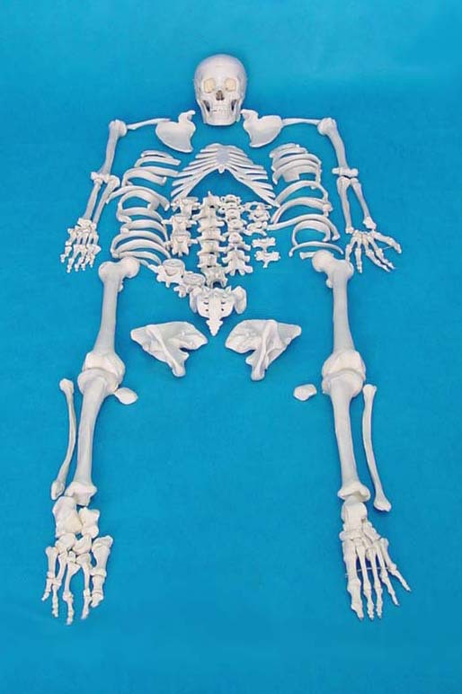 Human Skeleton Model 170cm adult Medical Science skeleton teaching Human bone Free Human Skeleton