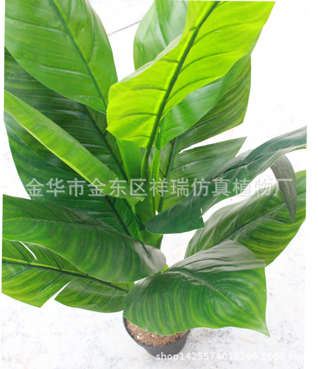 XRS-099盆栽蝎尾蕉叶树12叶110厘米叶子1