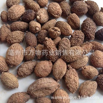 【砂仁收购商】川砂仁价格_阳春砂仁图片