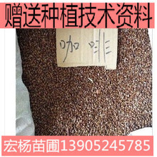 咖啡種子 咖啡豆種子 林木種子