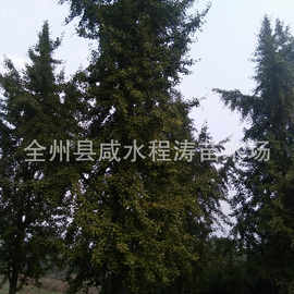 供应银杏树10cm15cm20cm25cm30cm(图) 银杏树价格