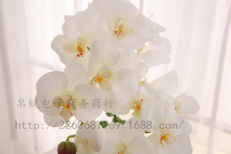 9 head handle 7 Phalaenopsis