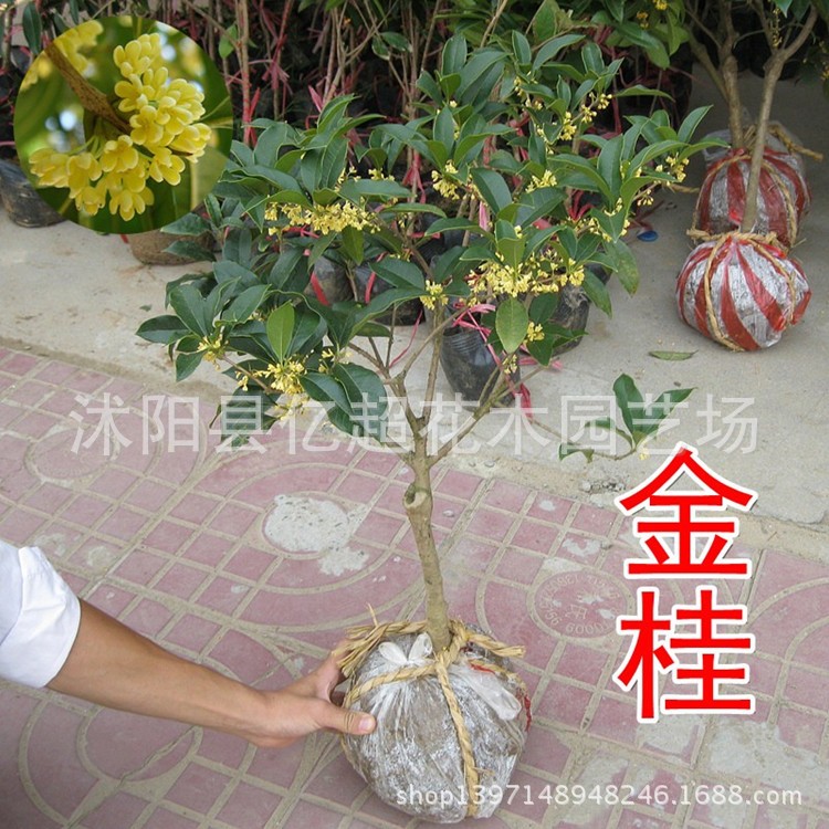 批发嫁接金桂桂花树苗 流苏嫁接丹桂 朱砂桂 沉香桂 盆栽乔木乔木