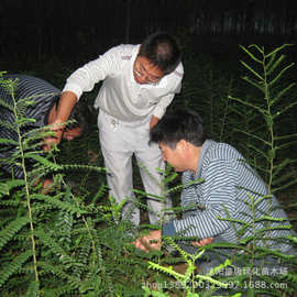 皂角叶_皂角叶价格_优质皂角叶批发\/采购 - 阿