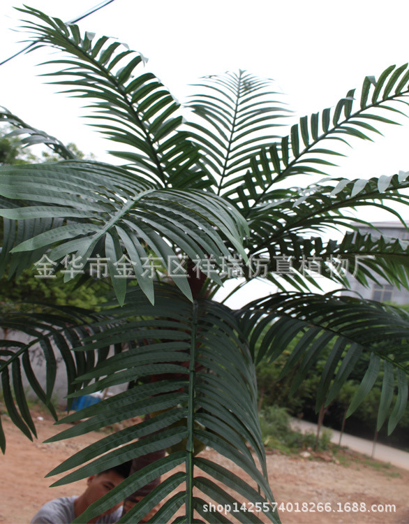 单杆椰子叶树270CM21叶5果叶子