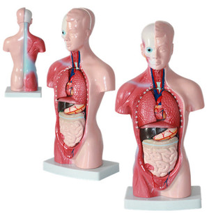 Элитная медицинская физиологичная юбка в складку, внутренние органы, анатомия, обучение, 28см, 15 шт