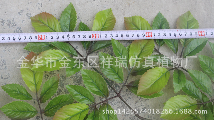 XRB-109榆树叶3叉枝57叶52厘米叶1