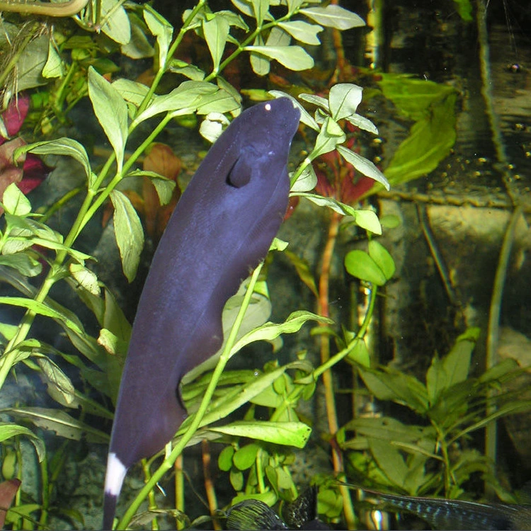 Тропические декоративные рыбы оптом Нож дьявола рыба землистый нож леска перо электрический угорь живой пакет