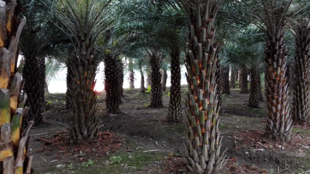 Большой запас серебряной даты высотой 1,5-1,8 метра, даты Ближнего Востока, пальм