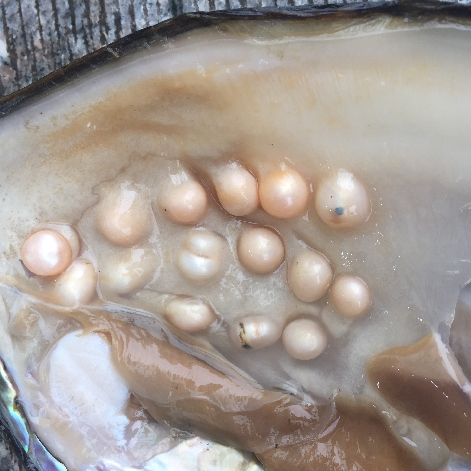 活体珍珠蚌_天然淡水多珠蚌批发年鲜活河蚌活体珍珠蚌养殖基地批发- 阿里巴巴