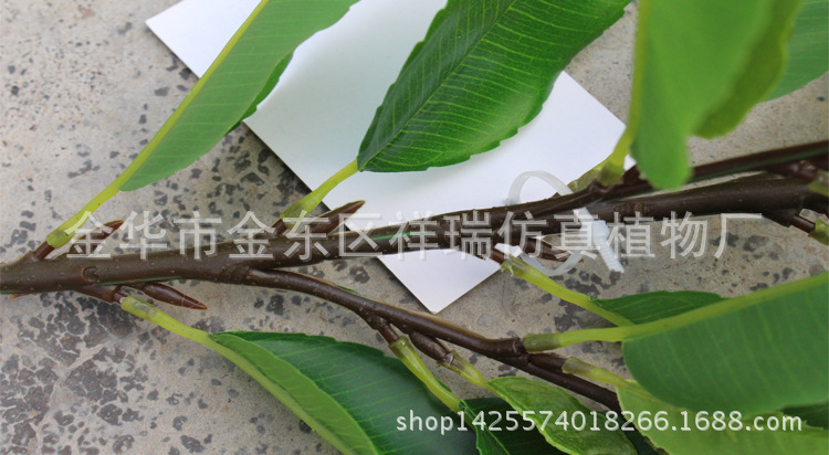 XRB-126四叉枝古茶叶48叶53厘米4