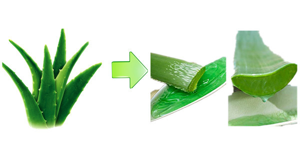 芦荟过程2