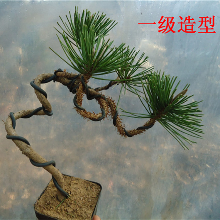 黑松小盆景桌面盆栽松柏造型微型盆景悬崖松文人古桩盆栽 阿里巴巴